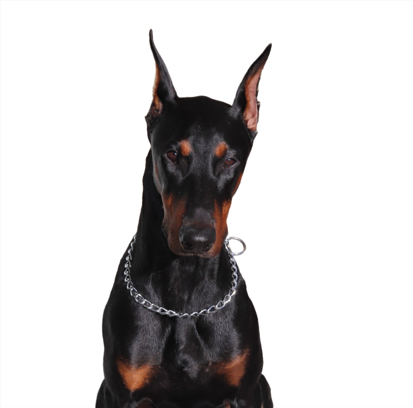 Chain Collar Dog Choke Collar Stainless Steel